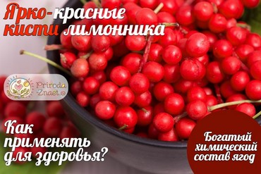 Ягоды китайского лимонника