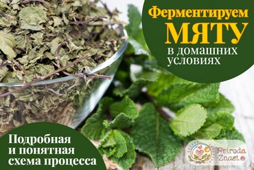 Ферментация мяты