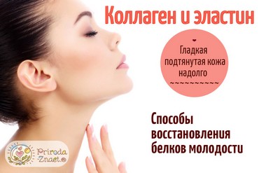 Эластин и коллаген — основа красивой и здоровой кожи