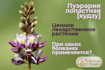 Кудзу