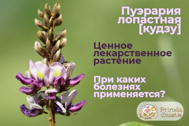 Кудзу