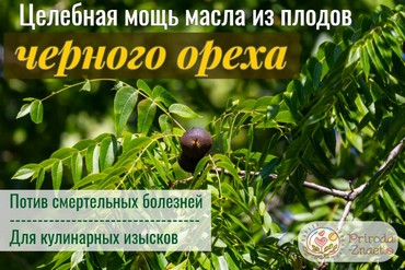 Плоды черного ореха