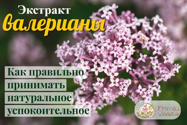 Валериана лекарственная