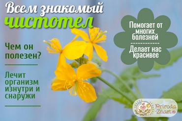 Чистотел также называется бородавником