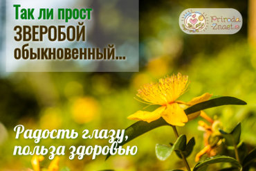 Зверобой продырявленный