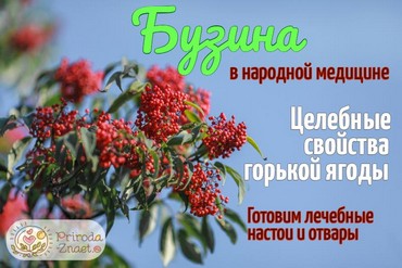 Красная бузина в нетрадиционной медицине