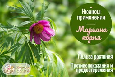 Красивый пион, обладающий массой полезных свойств