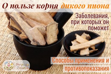Корень пиона