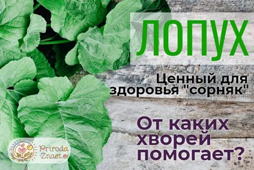 Листья лопуха
