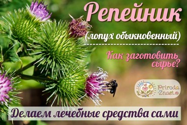 Полезнейшее растение – лопух обыкновенный