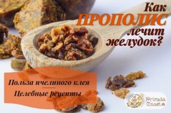 Прополис для лечения гжелудка