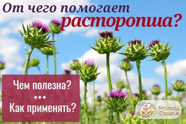 Уникальное целебное растение – расторопша пятнистая