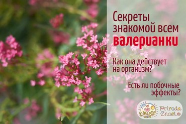 Валериана лекарственная – растение, обладающее массой полезных свойств