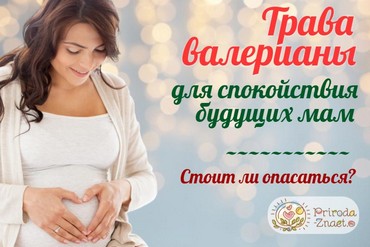 Валерианка при беременности