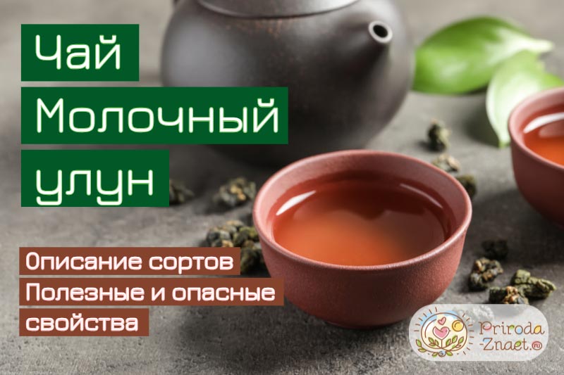 Улун занимает положение между зеленым и черным чаем