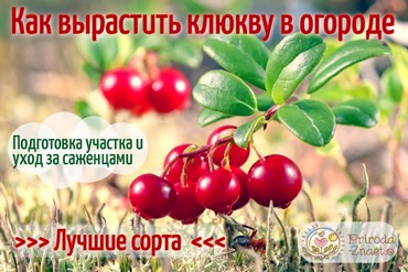 Клюква садовая
