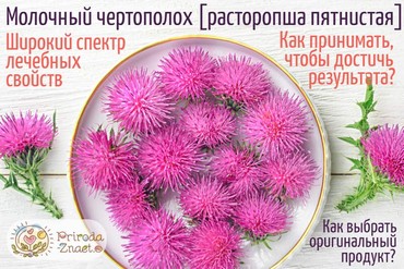 Растение молочный чертополох