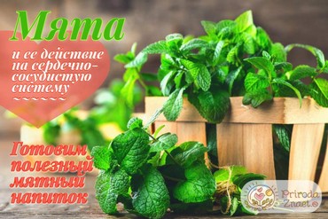 Может ли болеть сердце от мяты?