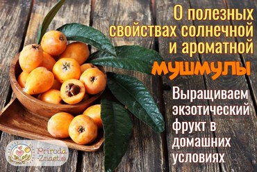 Мушмула