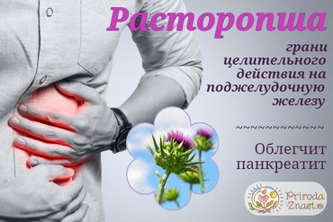 Расторопша при панкреатите