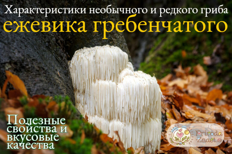 Ежовик: особенности и польза. Как и для чего растет этот гриб