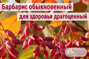 Барбарис