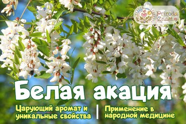 Белая акация