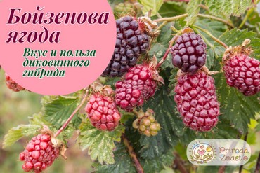 Бойзенова ягода