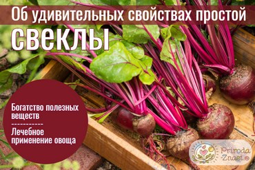Свекла
