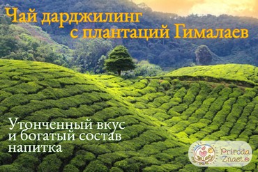 Чай дарджилинг