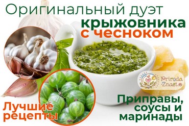Крыжовник с чесноком