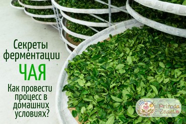 Ферментация чая