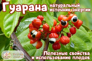 Гуарана
