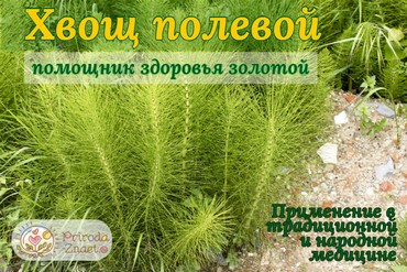 Хвощ полевой