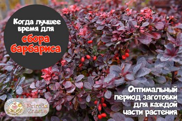 Когда собирать барбарис