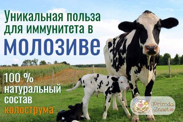 Колострум