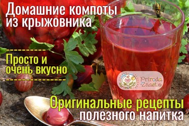 Компот из крыжовника