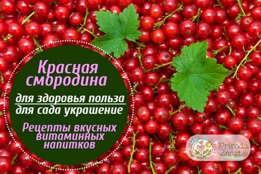 Красная смородина
