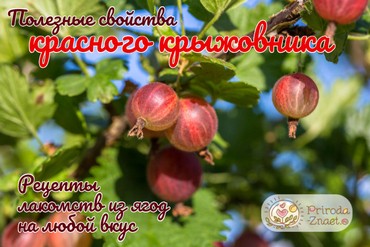 Красный крыжовник