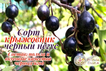 Черный крыжовник