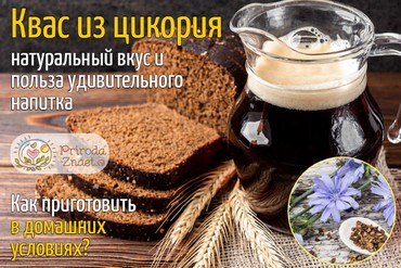 Квас из цикория