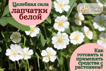 Лапчатка белая