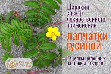 Лапчатка гусиная