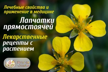 Лапчатка прямостоячая