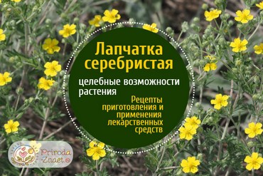 Лапчатка серебристая