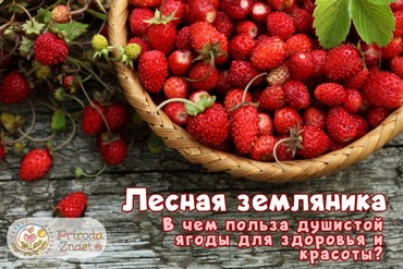 Лесная земляника