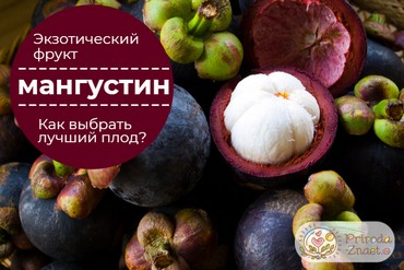 Мангустин