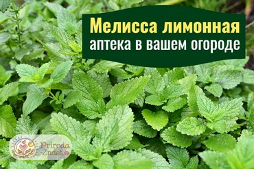 Мелисса лимонная