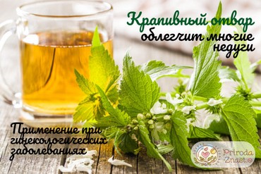 Отвар крапивы