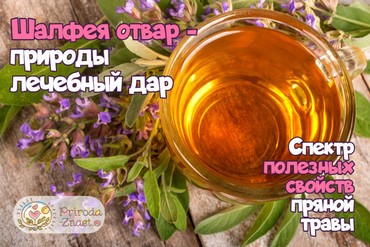 Отвар шалфея